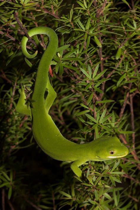 The Power of Dreams: Revealing the Petrifying Predicament of a Reptile Feasting on a Youth