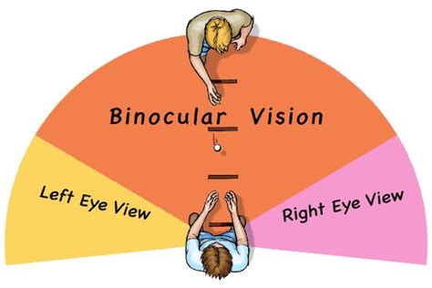 The Power of Eyes: Exploring the Depth of Sight