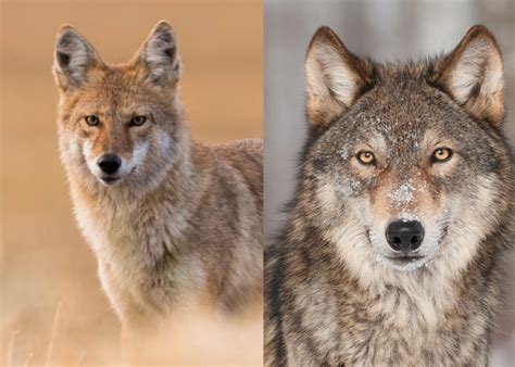 The Power of Instincts: Exploring the Connection between Coyotes and our Primal Nature