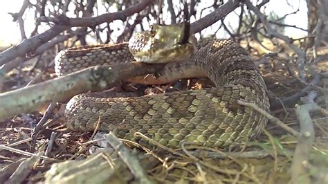 The Power of Preparation: How Training and Knowledge Can Help Triumph Over Rattlesnake Encounters