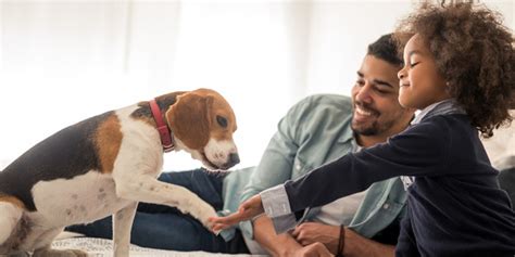 The Power of Touch: Why Interacting with Canine Companions can Fill Your Heart with Warmth