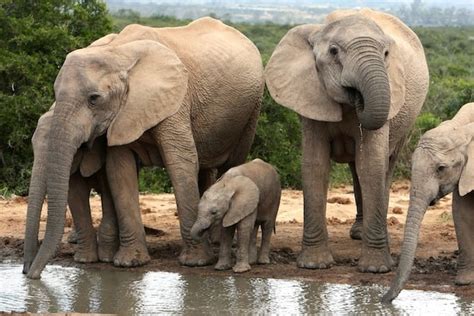 The Power of Unity: Significance of Group Behavior among Elephants