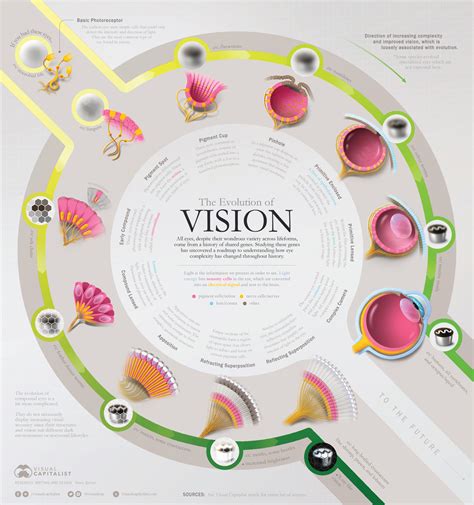 The Power of Vision: How Dreams Drive the Evolution of Structural Development