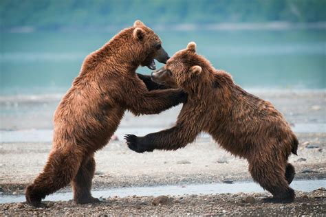 The Powerful Symbolism of Brown Bears in Culture and Mythology