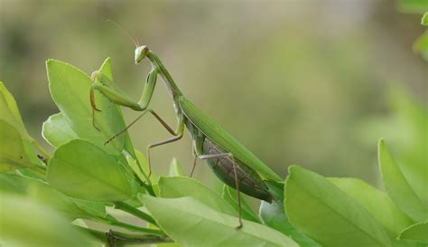 The Praying Mantis as a Guide: Life Lessons and Spiritual Growth