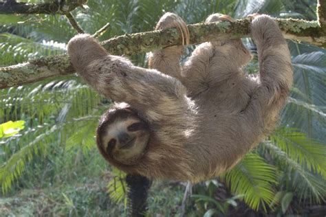 The Precarious Equilibrium: Interactions between Sloths and Humans in Today's Society