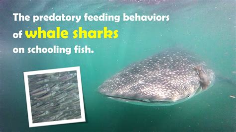 The Predatory Behavior of Large Fish: An In-Depth Study