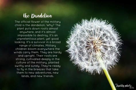 The Professional Journey of Dandelion