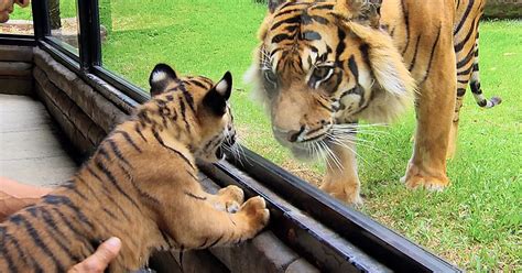 The Profound Emotional Impact of Unexpected Tiger Cub Encounters