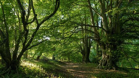 The Profound Interconnection between Woodlands and Dreamscapes