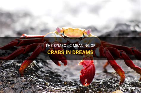 The Profound Significance Behind the Symbolic Representation of Crab Shells in Dreams