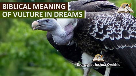 The Profound Significance of Vulture Attacks in our Dreams