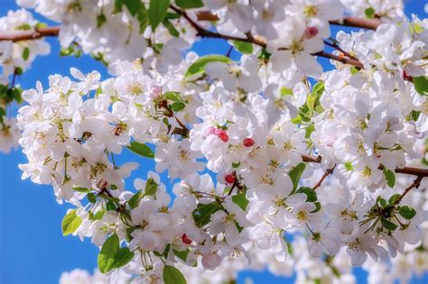 The Promise and Resurgence of Apple Blossoms