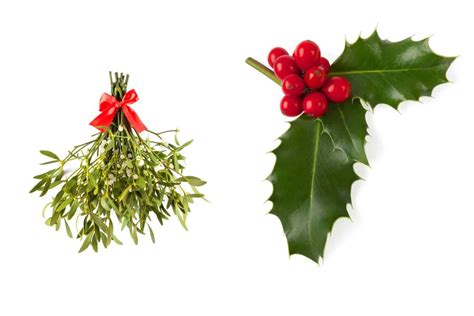 The Prosperity of Holly