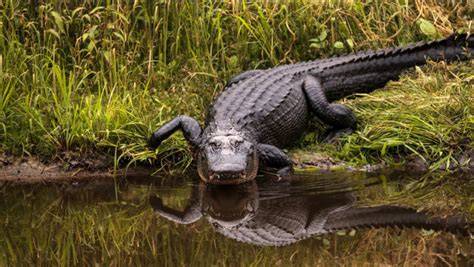 The Psychological Analysis of Dreams Involving Crocodile Assaults