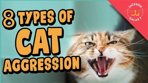 The Psychological Analysis of Feline Aggressions in Dreamscapes