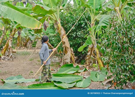 The Psychological Explanation Behind the Act of Cutting Banana Leaves in Dreams