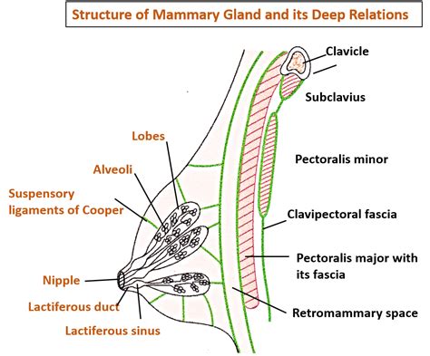 The Psychological Factors Contributing to Dreams of Fluid Excretion from the Mammary Glands