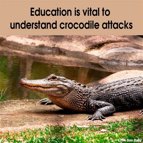 The Psychological Interpretation: Understanding the Significance of the Crocodile Attack