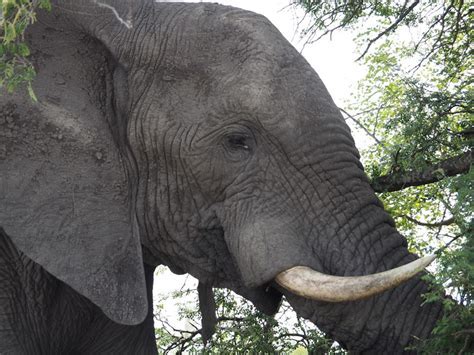 The Psychological Interpretation of Dreaming about Ivory-Majestic Pachyderms