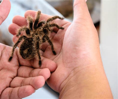 The Psychological Significance of Arachnid Nightmares in Your Tresses