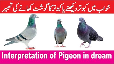 The Psychological Significance of Consuming Pigeons in Dreamscapes