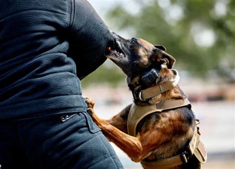 The Psychological Significance of Dog Attacks: Unveiling the Depths of Symbolism