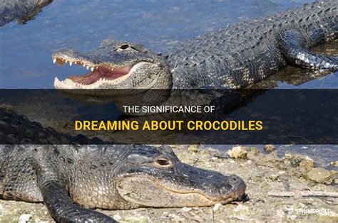 The Psychological Significance of Dreaming About Crocodile Numbers