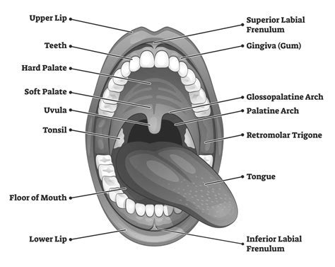 The Psychological Significance of Dreaming about a Satiated Oral Cavity