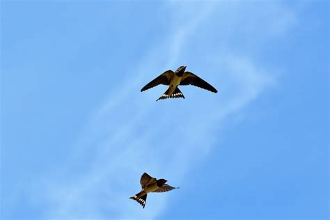 The Psychological Significance of Dreams Involving Swallows