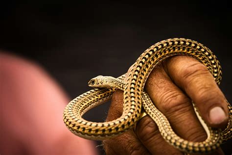 The Pursuit of an Effective Antidote for Serpent Venom