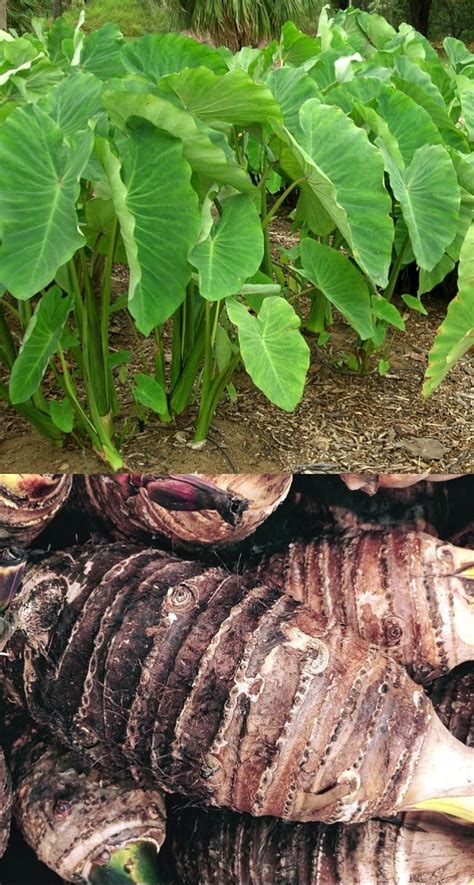 The Rapidly Growing Trend of Cocoyam Cultivation