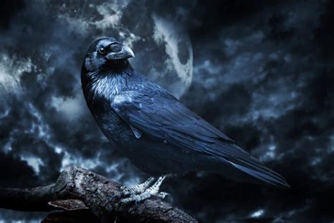 The Raven as a Messenger: Omens and Superstitions