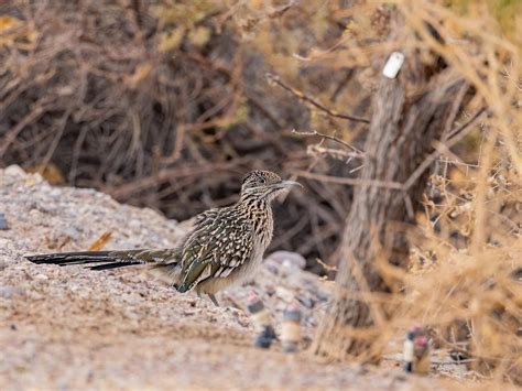 The Real-Life Inspiration: Roadrunners in their Natural Habitat