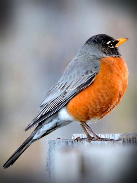 The Red Robin: An Empowering Emblem of Optimism and Rejuvenation