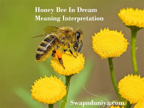The Relationship Between Bees and Honey in Dream Analysis