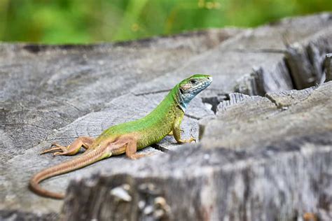 The Relationship Between Dreams and Encounters with Garden Lizards