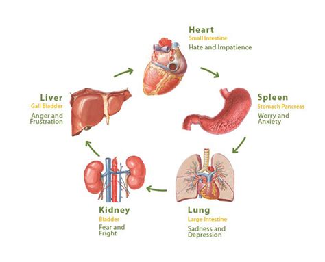 The Relationship Between Emotions and the Significance of Ox Liver in Dreams