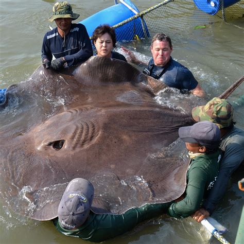 The Relationship Between Fear and Stingray Attack Dreams