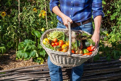 The Relationship Between Harvesting Vegetables and Personal Growth