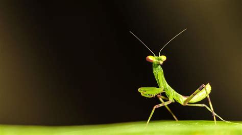 The Relationship Between Reverie of a Praying Mantis Onslaught and Personal Metamorphosis