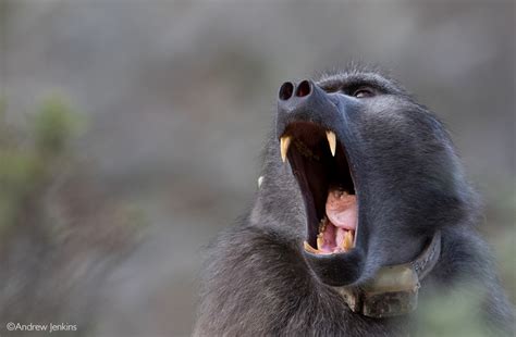 The Relationship between Baboons and Fear