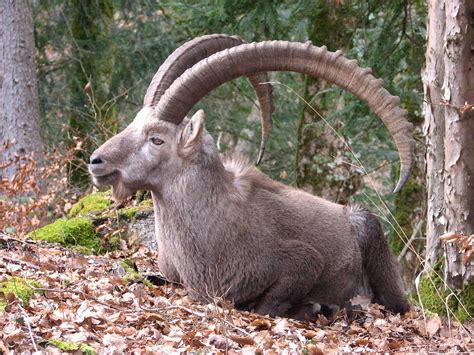 The Relationship between Creatures with Horns and the Natural World