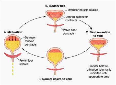 The Relationship between Dreams of Urination and Physiological Factors