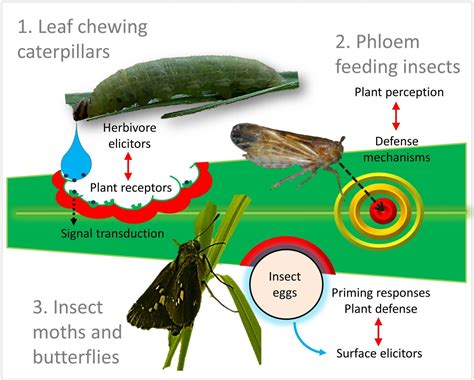 The Relationship between Insect Reveries and Real-Life Trials