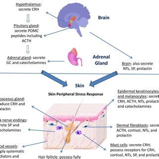 The Relationship between Stress and Skin Eruptions