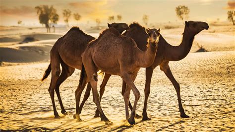 The Remarkable Adaptations of Cattle in Arid Environments