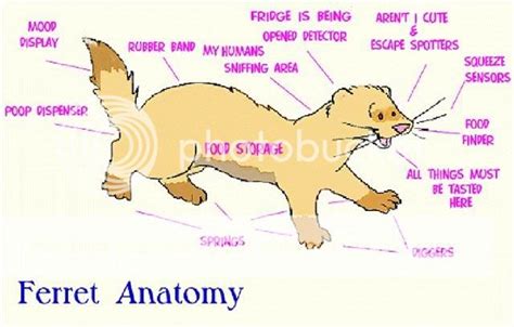 The Remarkable Anatomy of Ferrets: Wonders of Adaptability