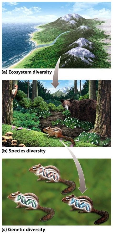 The Remarkable Ecological Diversity within the Abyssal Gorge