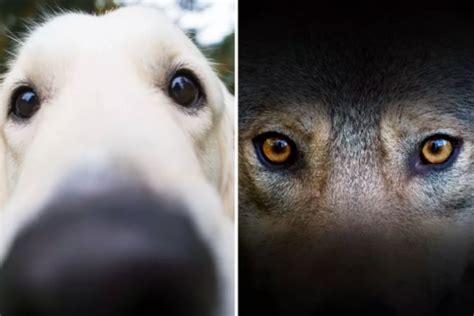 The Revelation of Canine-Human Metamorphosis: A Glimpse Into the Mysterious World of Shapeshifting Dreams